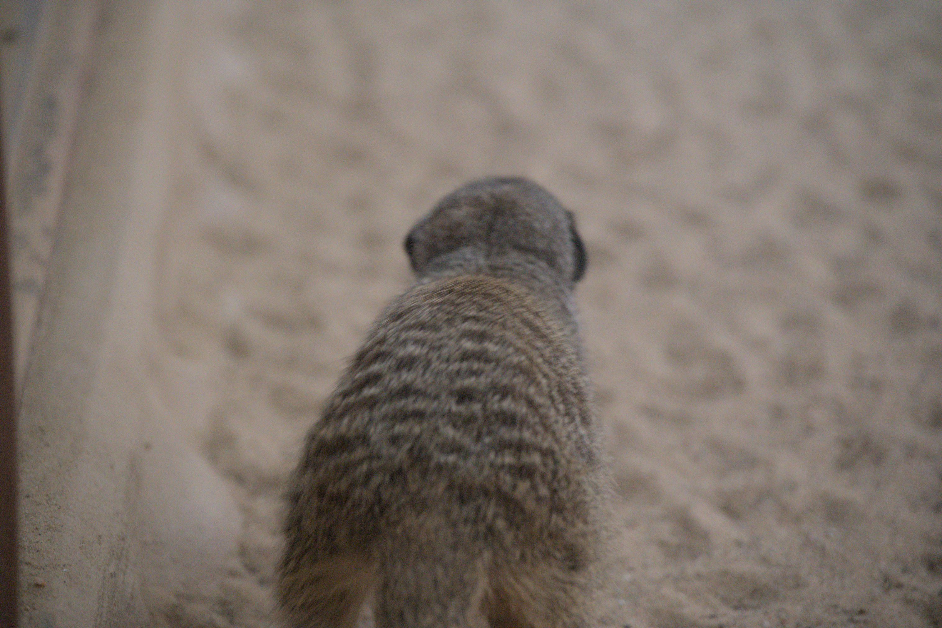 2025/10/12 - zoo/DSC_0321.jpg